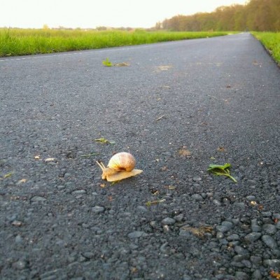 Ślimak na asfaltowej ścieżce rowerowej